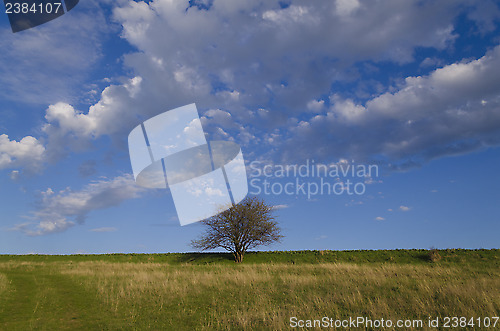 Image of Lonely tree