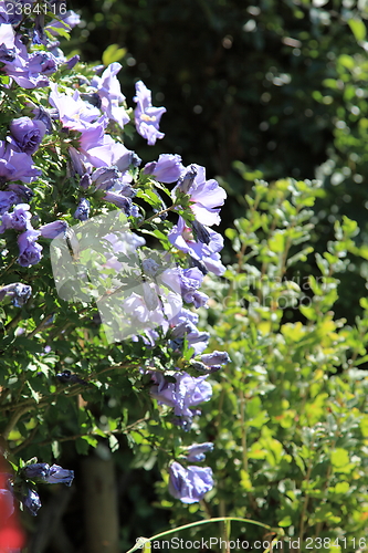 Image of Purple flowers