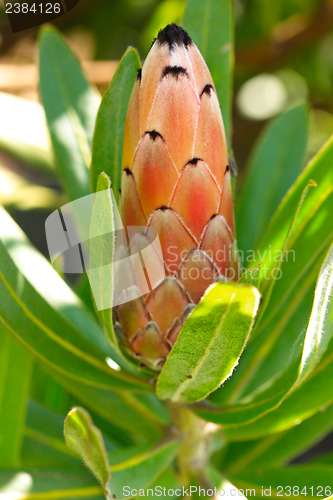 Image of Unopened flowe rhead of Protea Sugarbush Featherbush