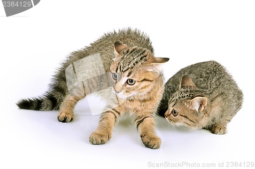 Image of scared kittens