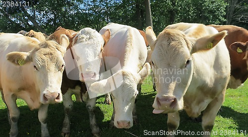 Image of cows
