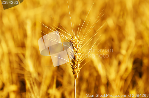 Image of closeup wheat ear on golden harvest