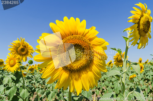 Image of beautiful sunflowers against blue sky