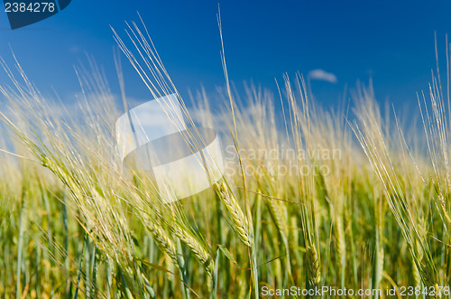 Image of green wheat field and cloudy sky