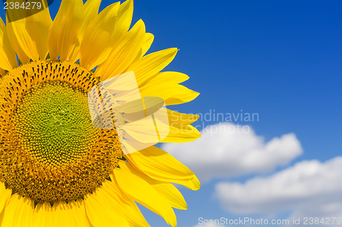Image of part of sunflower and blue sky