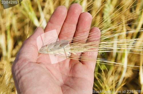 Image of golden harvest in hand over field