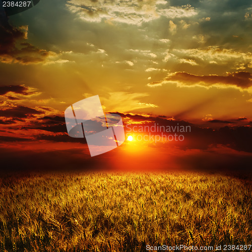 Image of golden wheat field and sunset