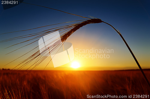 Image of sunset and ears of ripe wheat