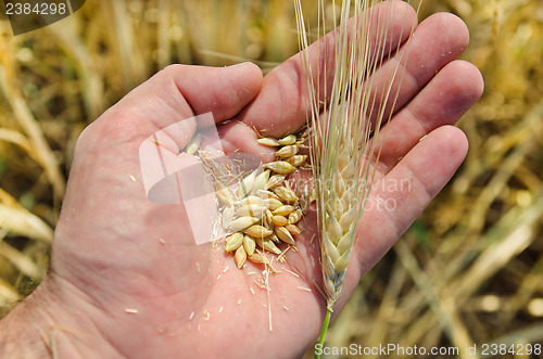 Image of golden harvest in hand over field