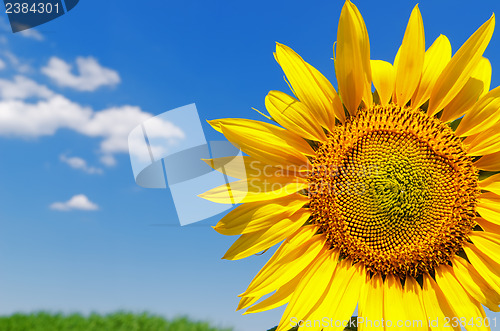 Image of part of sunflower and sky