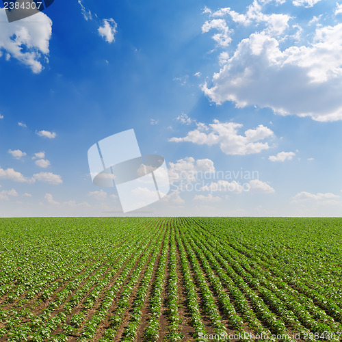 Image of field with green sunflowers under cloudy sky