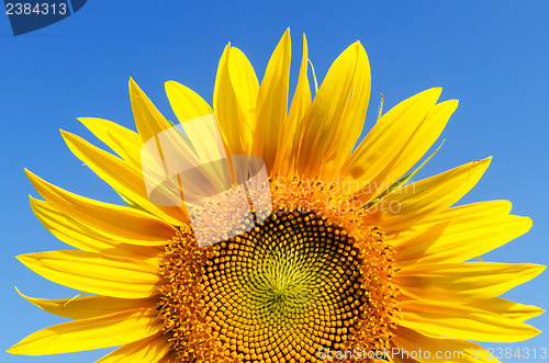 Image of part of sunflower and sky