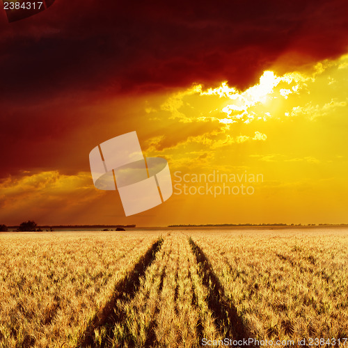 Image of golden wheat field and sunset
