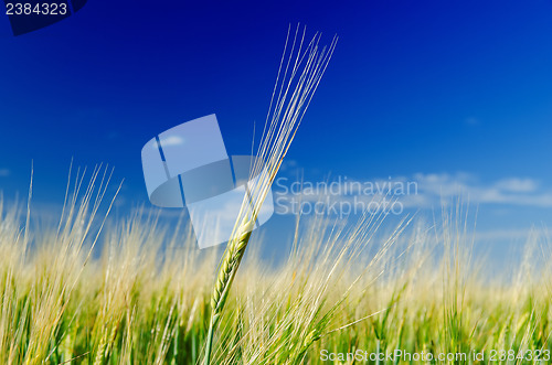 Image of one green wheat on field and deep blue cloudy sky