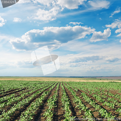 Image of field with green sunflowers under cloudy sky