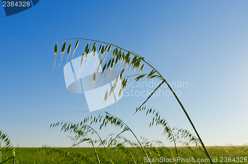 Image of green oats on the field. soft focus
