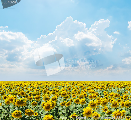 Image of cloudy sky over field with sunflowers