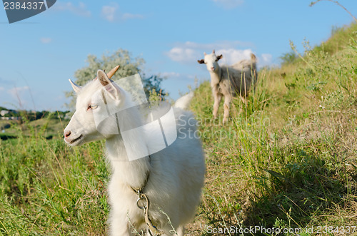 Image of goat grazed on a meadow