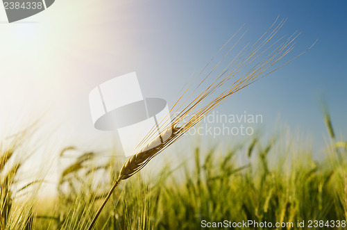 Image of green barley under sun