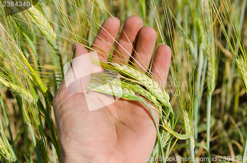 Image of hand with green barley