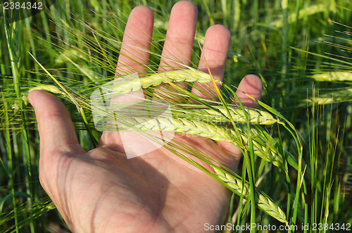 Image of Green wheat in hand