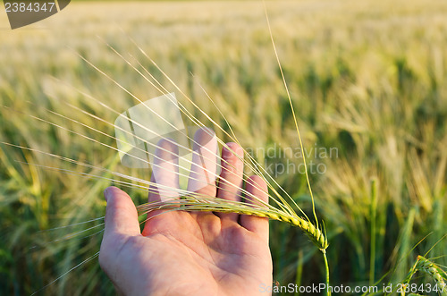 Image of Green wheat in hand