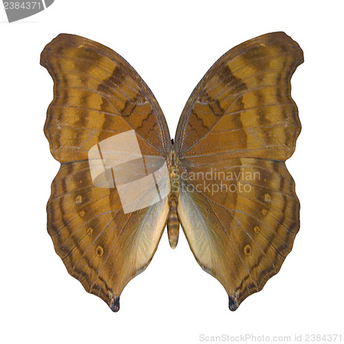 Image of Beechwing Butterfly