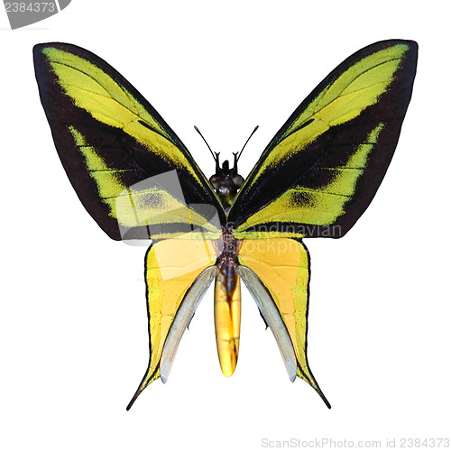 Image of Birdwing