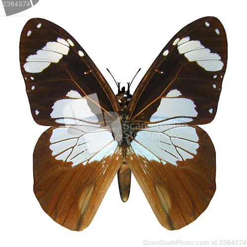 Image of Ivory Merchant Butterfly