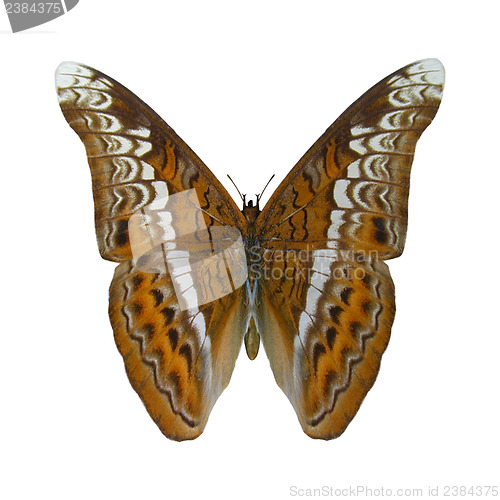 Image of Admiral Butterfly