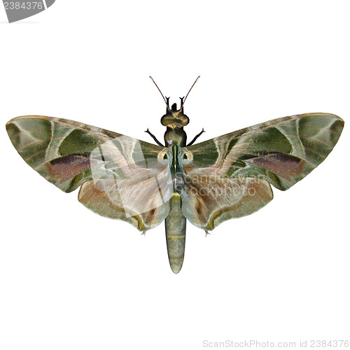 Image of Oleander Hawk-moth