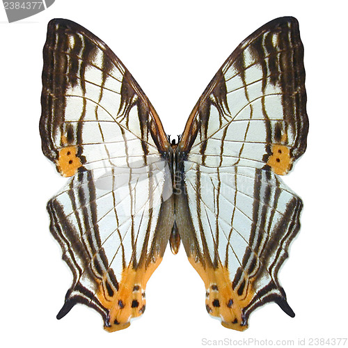 Image of Common Map Butterfly