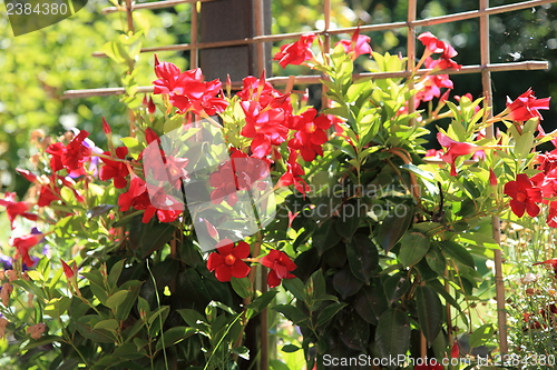 Image of Colourful red summer flowers