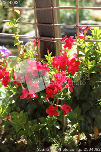 Image of Beautiful red summer flowers