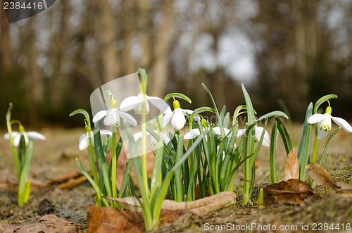Image of snowflakes white wild spring flowers blooms forest 