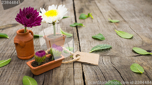 Image of Flower Pots