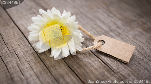 Image of Flower with Sales Tag