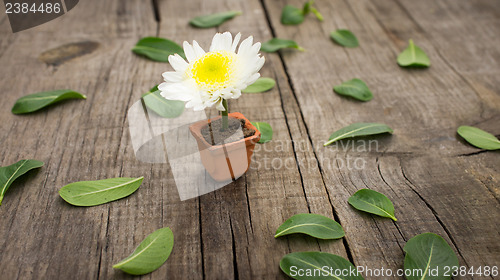 Image of Flower Pot