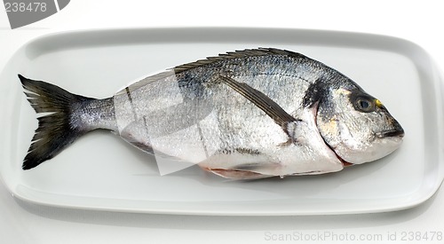 Image of gilthead