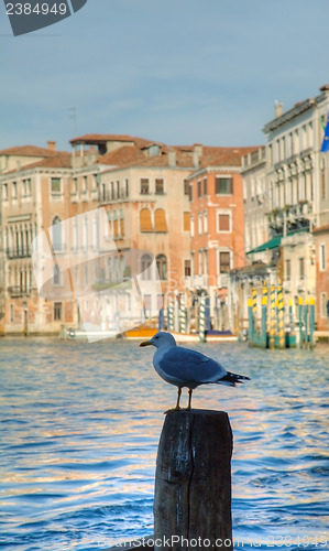 Image of Seagull sitting on a log at Grande Canal