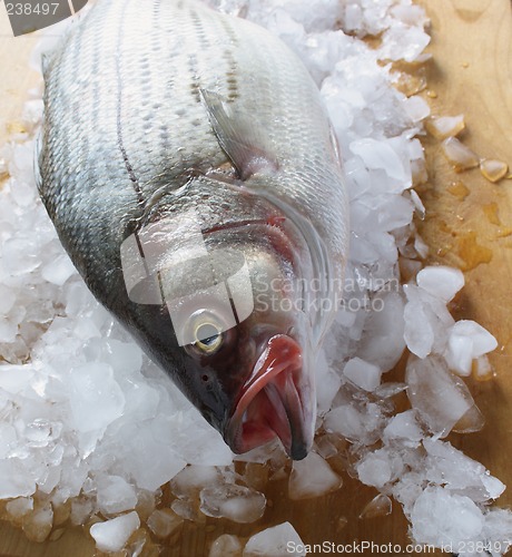 Image of striped bass on ice