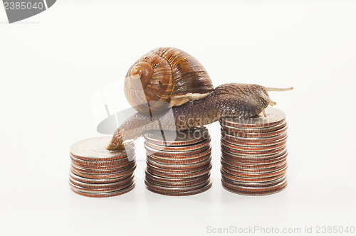 Image of Snail on the coins - slow economy concept