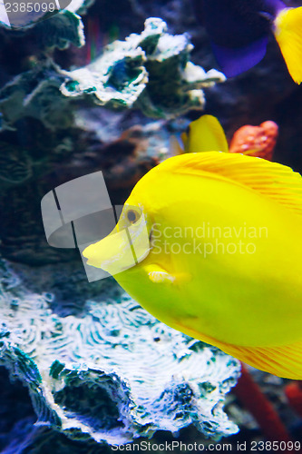 Image of Zebrasoma fish floating underwater