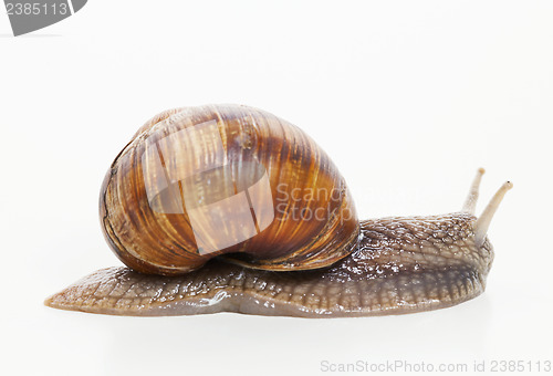 Image of Snail moving against white background