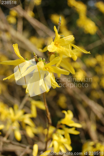 Image of Yellow flowers