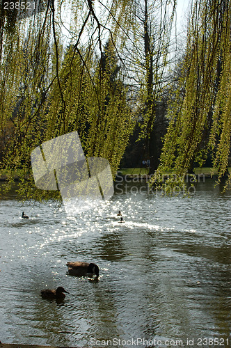 Image of Spring in a park