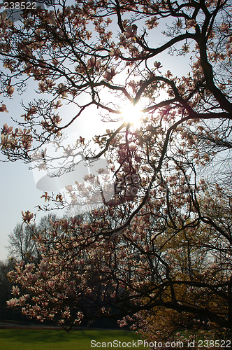 Image of Magnolia