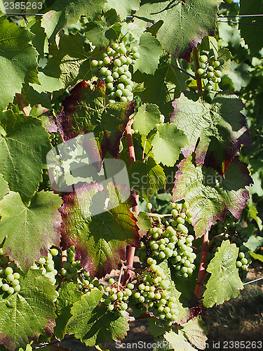 Image of Gamay grape variety in august