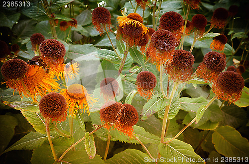 Image of Withered Echinacea