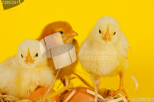 Image of Three small baby chicken with eggs